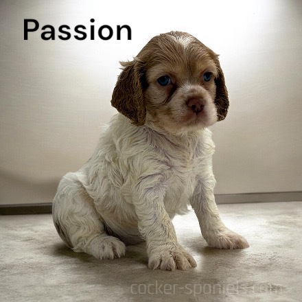 puppy, for, sale, Cocker Spaniel, Joe & Cherri  Overlease, dog, breeder, Miller, MO, dog-breeder, puppy-for-sale, forsale, nearby, find, puppyfind, locator, puppylocator, aca